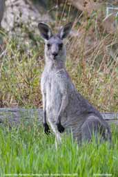 Eastern Grey Kangaroo, Deniliquin, NSW, Australia, March 2006 - click for larger image
