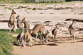 Eastern Grey Kangaroo, Murramarang NP, NSW, Australia, March 2006 - click for larger image