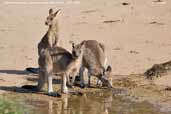 Eastern Grey Kangaroo, Murramarang NP, NSW, Australia, March 2006 - click for larger image