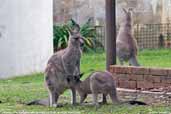 Eastern Grey Kangaroo, Murramarang NP, NSW, Australia, March 2006 - click for larger image