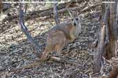 Common Wallaroo, Wilpena Pound, South Australia, March 2006 - click for larger image