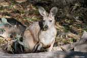 Common Wallaroo, Wilpena Pound, South Australia, March 2006 - click for larger image