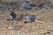 Red-necked Wallaby, Maria Island, Tasmania, Australia, February 2006 - click for larger image