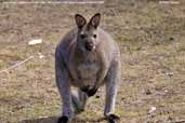 Red-necked Wallaby, Maria Island, Tasmania, Australia, February 2006 - click for larger image