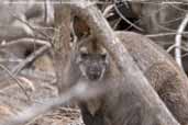 Red-necked Wallaby, Freycinet, Tasmania, Australia, February 2006 - click for larger image