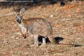 Red Kangaroo, Wilpena Pound, South Australia, March 2006 - click for larger image