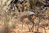 Guenther's Dik-dik, Bogol Manyo Road, Ethiopia, January 2016 - click for larger image