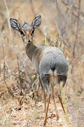 Salt's Dik-dik, Yabello, Ethiopia, January 2016 - click for larger image