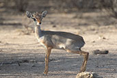 Salt's Dik-dik, Awash Falls, Ethiopia, January 2016 - click for larger image