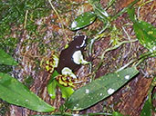 Baron's Mantella, Perinet (Analamazaotra), Madagascar, November 2016 - click for larger image