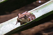 Betsileo Madagascar Frog, Ranomafana, Madagascar, November 2016 - click for larger image