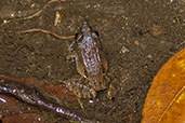 Betsileo Madagascar Frog, Ranomafana, Madagascar, November 2016 - click for larger image