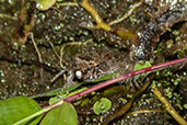Betsileo Madagascar Frog, Ranomafana, Madagascar, November 2016 - click for larger image