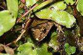 Betsileo Madagascar Frog, Ranomafana, Madagascar, November 2016 - click for larger image