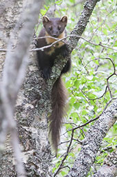 European Pine Marten, near Kingussie, Scotland, June 2012 - click for larger image