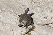 Spanish Pond Turtle, Monfragüe NP, Spain, March 2018 - click for larger image