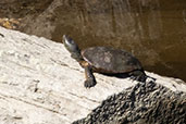Spanish Pond Turtle, Monfragüe NP, Spain, March 2018 - click for larger image