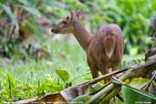 Female Red Brocket Deer, Cristalino, Mato Grosso, Brazil, December 2006 - click for larger image