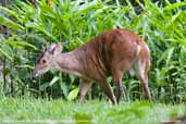 Male Red Brocket Deer, Cristalino, Mato Grosso, Brazil, December 2006 - click for larger image