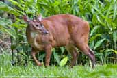 Male Red Brocket Deer, Cristalino, Mato Grosso, Brazil, December 2006 - click for larger image