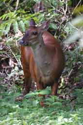 Female Red Brocket Deer, Cristalino, Mato Grosso, Brazil, April 2003 - click for larger image