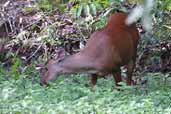 Female Red Brocket Deer, Cristalino, Mato Grosso, Brazil, April 2003 - click for larger image