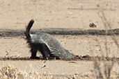 Honey Badger, Alleghedi Plains, Ethiopia, January 2016 - click for larger image