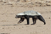 Honey Badger, Alleghedi Plains, Ethiopia, January 2016 - click for larger image