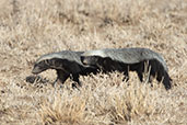 Honey Badger, Alleghedi Plains, Ethiopia, January 2016 - click for larger image