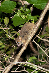 Grey-brown Mouse Lemur, Berenty Reserve, Madagascar, November 2016 - click for larger image