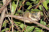 Golden-brown Mouse Lemur, Ankarfantsika, Madagascar, November 2016 - click for larger image