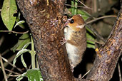 Rufous Mouse Lemur, Ranomafana, Madagascar, November 2016 - click for larger image