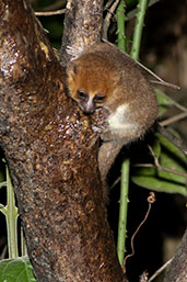 Rufous Mouse Lemur, Ranomafana, Madagascar, November 2016 - click for larger image