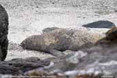 Southern Elephant Seal, Pinguino de Humboldt, R.N., Chile, January 2007 - click for larger image
