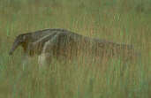 Giant Anteater, Roraima, Brazil, July 2001 - click for larger image