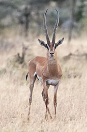 Grant's Gazelle, Yabello, Ethiopia, January 2016 - click for larger image