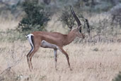 Grant's Gazelle, Yabello, Ethiopia, January 2016 - click for larger image