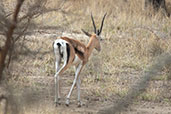 Grant's Gazelle, Lake Shalla, Ethiopia, January 2016 - click for larger image