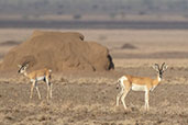 Soemmerring's Gazelle, Yabello, Ethiopia, January 2016 - click for larger image