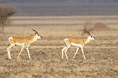 Soemmerring's Gazelle, Yabello, Ethiopia, January 2016 - click for larger image