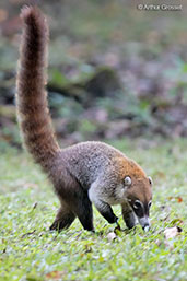 White-nosed Coati, Tikal, Guatemala, March 2015 - click for larger image