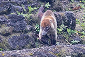 White-nosed Coati, Tikal, Guatemala, March 2015 - click for larger image