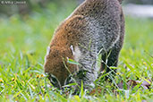 White-nosed Coati, Tikal, Guatemala, March 2015 - click for larger image