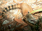 South American Coati, Manaus, Brazil, June 2001 - click for larger image