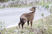 Himalayan Goral, Lingmethang Road, Mongar, Bhutan, April 2008 - click for larger image