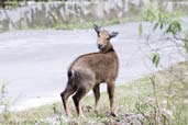 Himalayan Goral, Lingmethang Road, Mongar, Bhutan, April 2008 - click for larger image