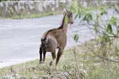 Himalayan Goral, Lingmethang Road, Mongar, Bhutan, April 2008 - click for larger image