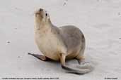 Australian Sea Lion, Kangaroo Island, South Australia, March 2006 - click for larger image