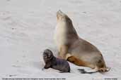 Australian Sea Lion, Kangaroo Island, South Australia, March 2006 - click for larger image