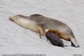 Australian Sea Lion, Kangaroo Island, South Australia, March 2006 - click for larger image